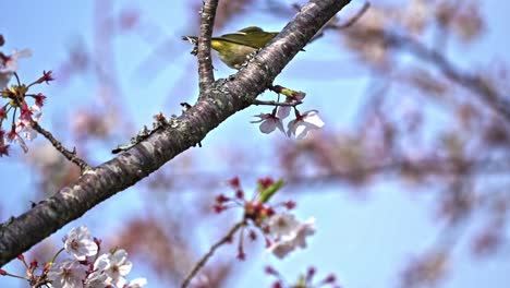 Trillernder-Weißaugenvogel-Auf-Dem-Ast-Von-Sakura-Bäumen