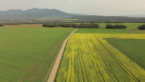 Drone-flight-over-a-dirt-road-between-yellow-cultivated-fields-and-green-mountains-in-the-background
