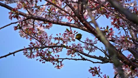 Ein-Kleiner-Vogel,-Der-Am-Ast-Eines-Kirschblütenbaums-Hängt