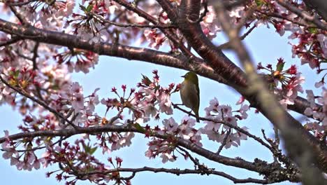 A-Warbling-White-Eye-Pecking-At-The-Flowers-Of-A-Sakura-Tree