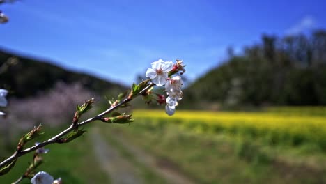 Gelbes-Rapsfeld-In-Voller-Blüte-Im-Hintergrund-Mit-Nahaufnahme-Der-Rosafarbenen-Sakura-Blume-Verschwommenen-Hintergrund