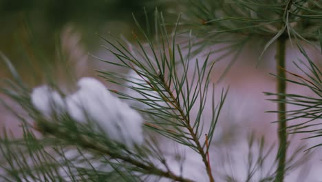 Close-up-of-Red-Pine-Coniferous-Sapling-branch-covered-in-chunks-of-white-snow-in-winter-at-dusk