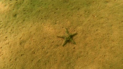 Underwater-starfish-lays-on-the-sand