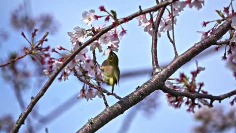 Ein-Kleiner-Vogel,-Der-Die-Blumen-Eines-Kirschblütenbaums-Frisst