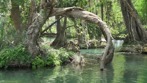 Wurzel-Eines-Surrealen-Baumes-Im-Fluss-Auf-Dem-Trampolin