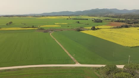 Aerial-images-in-La-Garrocha-Girona-Besalú-Banyoles,-field-of-rapeseed-crops