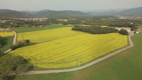 Aerial-images-in-La-Garrocha-Girona-Besalú-Banyoles,-rapeseed-field-crops-circular-drone-flight-dirt-road-and-mountains-in-the-background-Costa-Brava-Spain
