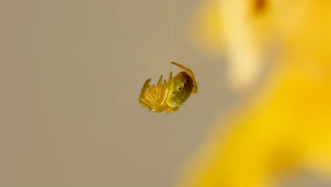 Makroansicht-Spinne-Schläft-Auf-Seiner-Netzfadenschleife-4k