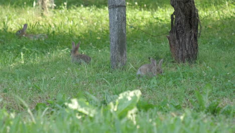 Three-wild-European-rabbits,-Oryctolagus-cuniculus