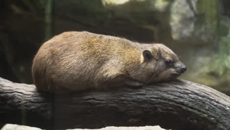 A-Rock-Hyrax-Resting-On-A-Log-In-Singapore-Zoo--Full-Shot