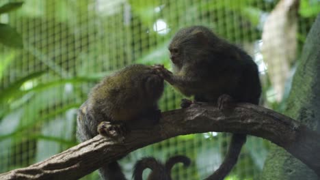 Adorable-Par-De-Monos-Tití-Acicalándose-Unos-A-Otros-En-El-Zoológico-De-Singapur