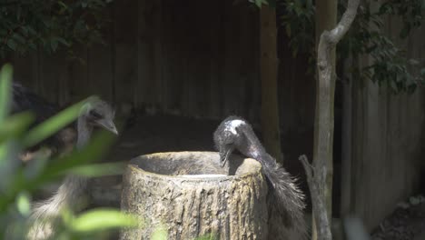 Dos-Pájaros-Emú-Alimentándose-En-El-Zoológico-De-Singapur