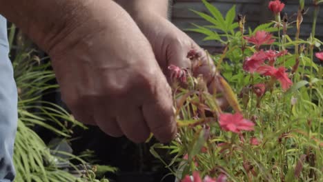 Hands-of-gardener-attending-to-flowers-in-garden-close-up-shot