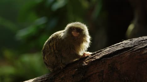 A-tiny-eastern-pygmy-marmoset-sits-in-a-shaft-of-light-and-cautiously-looks-around-for-danger