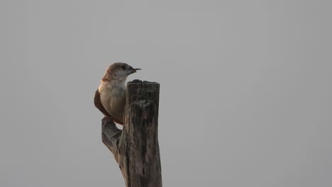 Field-sparrow-in-tree---relaxing-