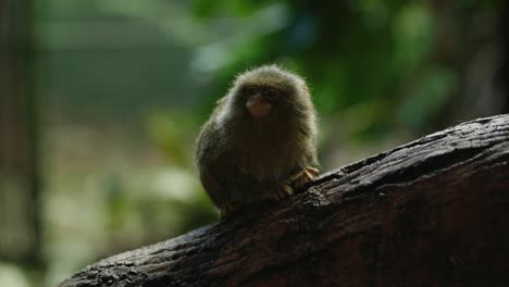 A-tiny-eastern-pygmy-marmoset-sits-on-the-branch-of-a-tree-infront-of-the-camera-whilst-exploring-its-surroundings