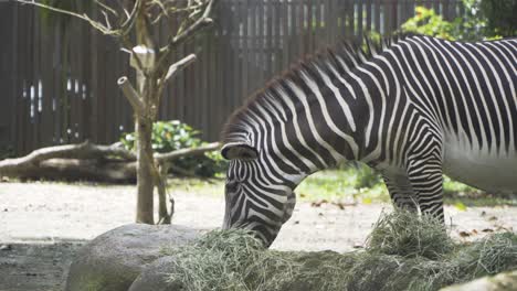 Nahaufnahme-Von-Zebras,-Die-Heu-Im-Zoo-Essen
