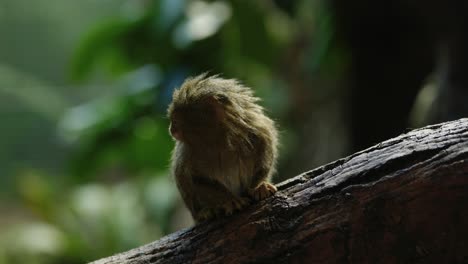 A-tiny-eastern-pygmy-marmoset-sits-in-a-shaft-of-light-and-cautiously-looks-for-danger