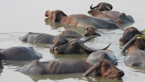 Buffalo-swimming-in-pond-area-