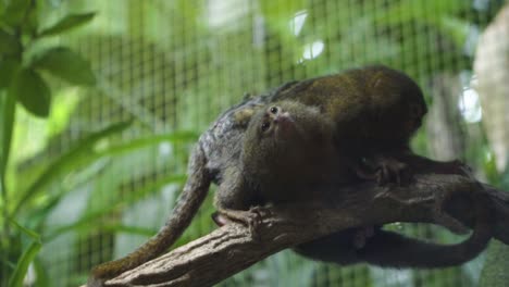 Ein-Pygmäen-Seidenäffchen,-Das-Seinen-Kumpel-Im-Zoo-Von-Singapur-Putzt