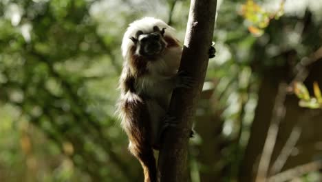 A-critically-endangered-cotton-top-tamarin-clings-to-a-tree-in-a-shaft-of-light-while-tentatively-exploring-its-surroundings