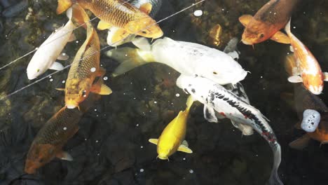 Schwimmende-Fische-Im-Japanischen-Garten