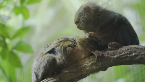 Retrato-De-Dos-Lindos-Titíes-Pigmeos-Acicalándose-En-La-Rama-De-Un-árbol-Del-Zoológico-De-Singapur