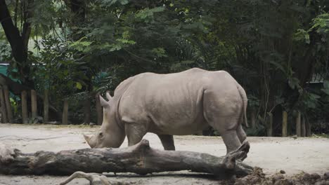 Rinoceronte-Blanco-Caminando-Por-El-Zoológico-En-Singapur---Toma-Panorámica