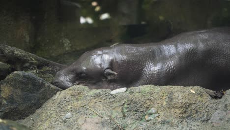 Lindo-Hipopótamo-Pigmeo-Durmiendo-En-Una-Roca-Cubierta-De-Musgo-En-El-Zoológico-De-Singapur