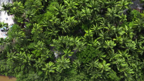 God-view-of-lush-green-tropical-palms-along-the-beautiful-Saona-beach,-Dominican-Republic,-aerial