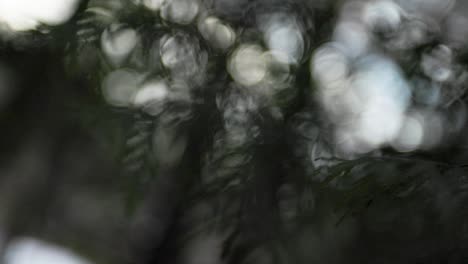 Dark-Silhouette-of-evergreen-branches-fades-away-to-out-of-focus-background