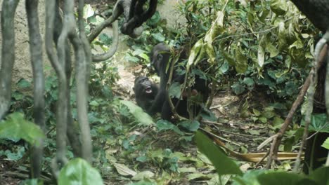 Celebes-Crested-Macaques,-Die-In-Ihrem-Natürlichen-Lebensraum-In-Einem-Zoo-In-Singapur-Spielen---Weitwinkelaufnahme