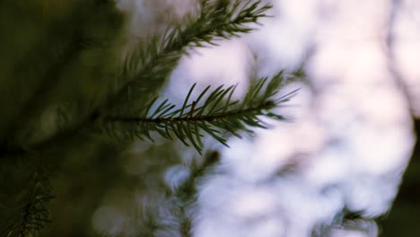 Close-up-of-dreamy-Pine-branch-Silhouette-with-out-of-focus-blurry-background