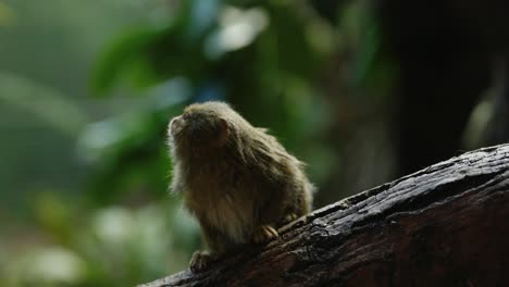 An-tiny-eastern-pygmy-marmoset-sits-nervously-on-a-branch-of-a-tree-in-front-of-the-camera-exploring-its-surroundings