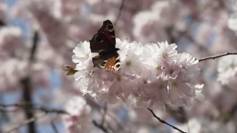 Mariposa-Comiendo-Néctar-De-Un-árbol-Japonés