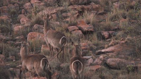 Waterbuck-antelopes-stuck-on-bottom-of-rockslide-in-savannah