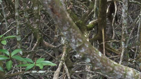Mangrovenwald-Kippen-Von-Den-Wurzeln-Bis-Zu-Den-ästen