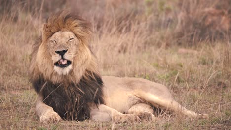Lion-with-large-dark-mane-lying-in-windy-african-savannah-and-yawning
