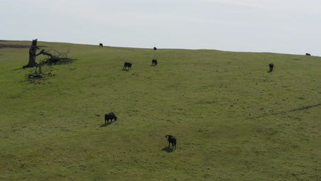 Group-of-cows-grazing-on-green-pasture-land