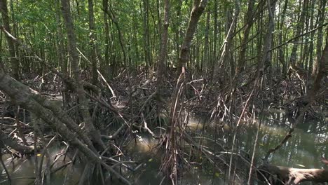 Kamerafahrt-Von-Links-Nach-Rechts-über-Den-Mangrovenwald-In-Thailand