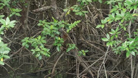 Langsamer-Schwenk,-Mittlere-Aufnahme-Von-Mangrovenwäldern-Und-Blättern