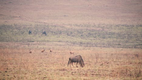 Wildebeest-grazing-in-savannah,-blesbuck-antelopes-stand-in-background
