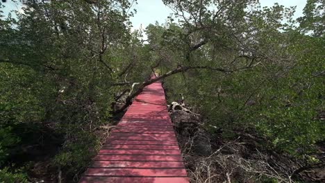 Alter-Mangrovenwald-Mit-Einem-Roten-Bretterweg-Für-Ökotourismus