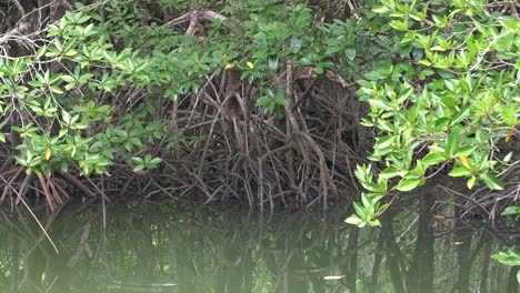 static-shot-of-Mangrove-forest,-routs-going-into-water