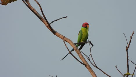 Plum-headed-parakeet-bird-in-tree