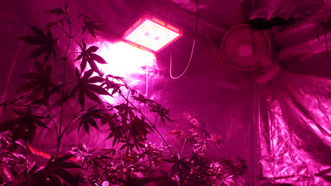 Cannabis-plant-leaves-in-a-grow-tent-under-a-lamp-with-a-fan