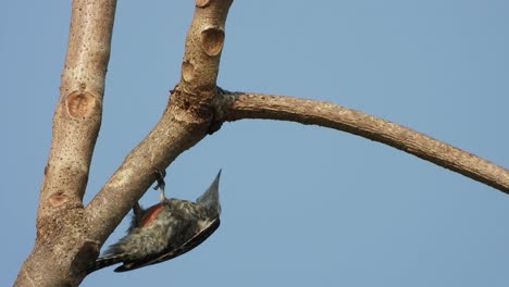 Pájaro-Carpintero-Encontrando-Comida-En-El-árbol