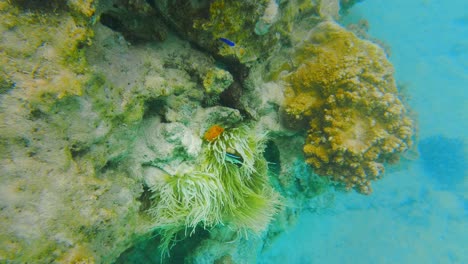 Dive-underwater-close-to-a-fish-hanging-out-in-an-anemone-during-the-day