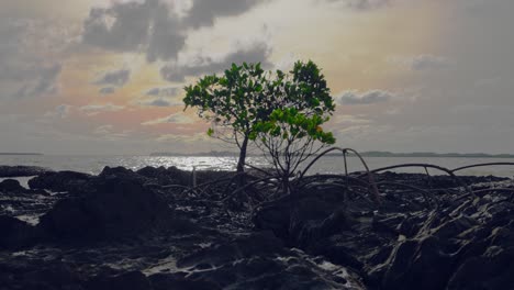 A-single-mangrove-on-a-rock-ground-is-facing-the-seas-during-a-cloudy-day