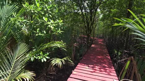 Mangrovenwald-Mit-Einem-Roten-Brettweg-Für-ökotourismus